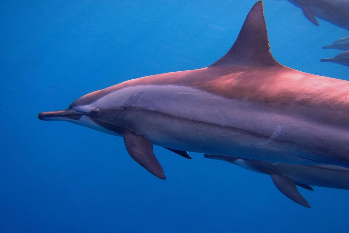 many dolphins close photo