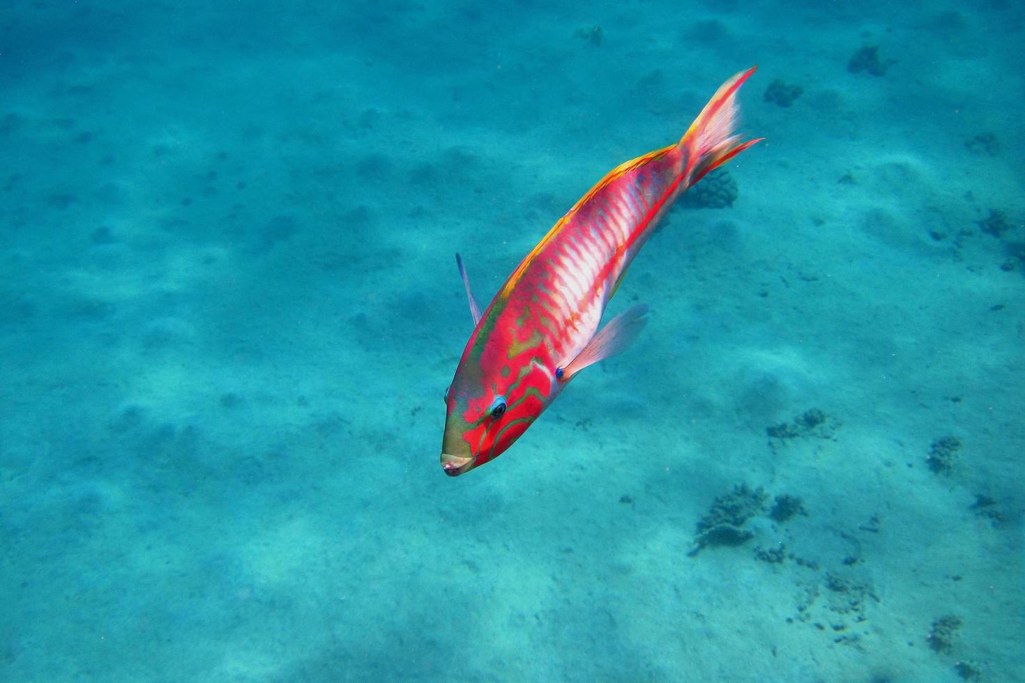 red sea junker in egypt photo