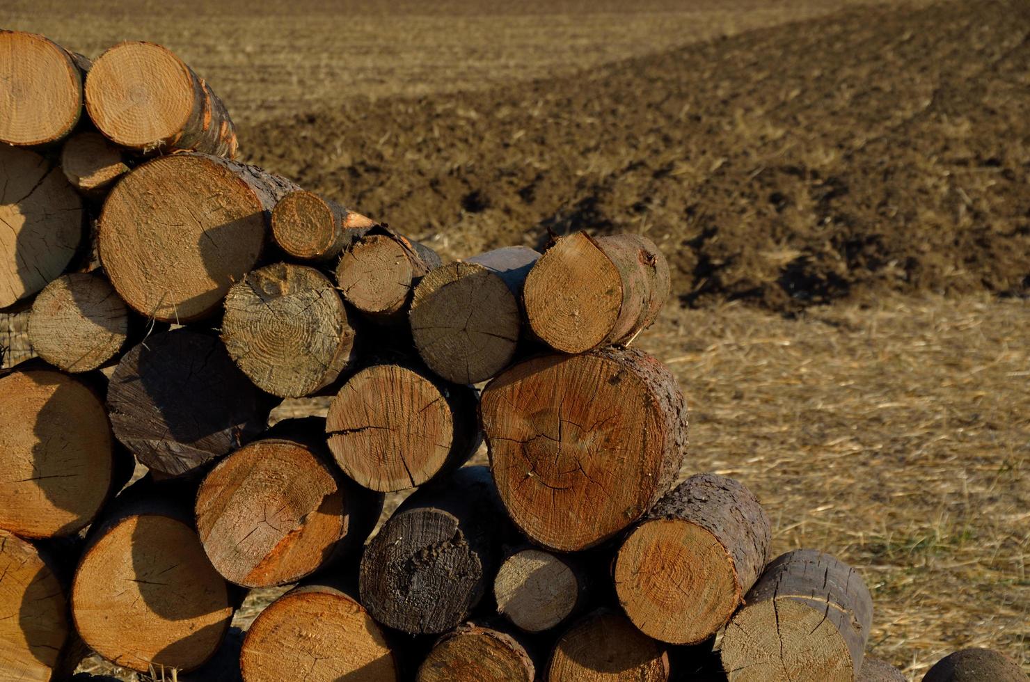 cut logs on a field photo