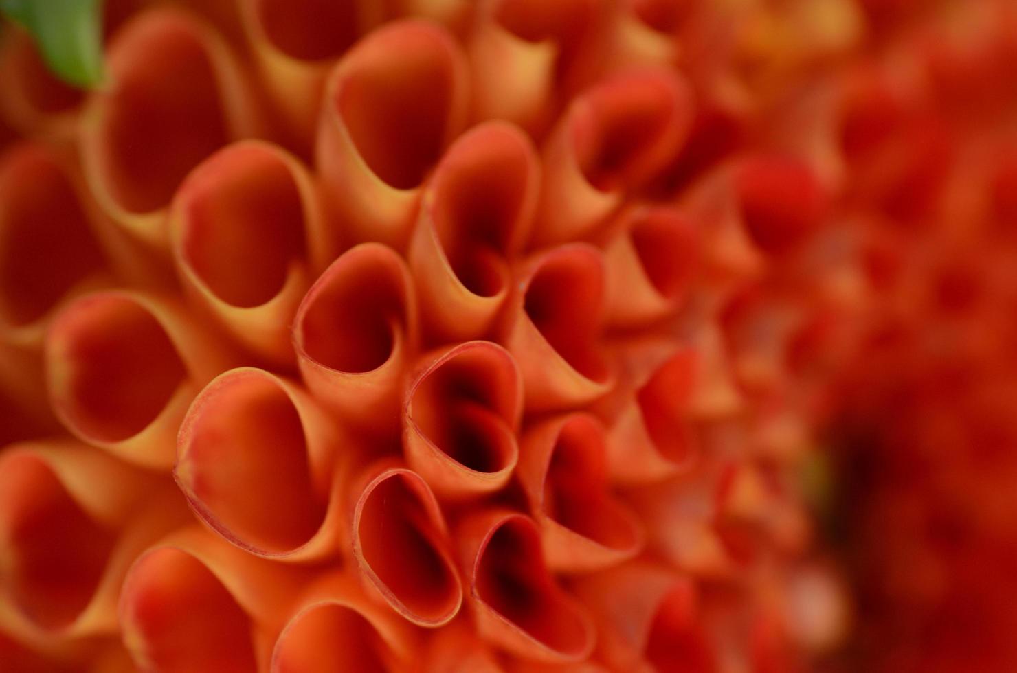 orange blossom detail photo
