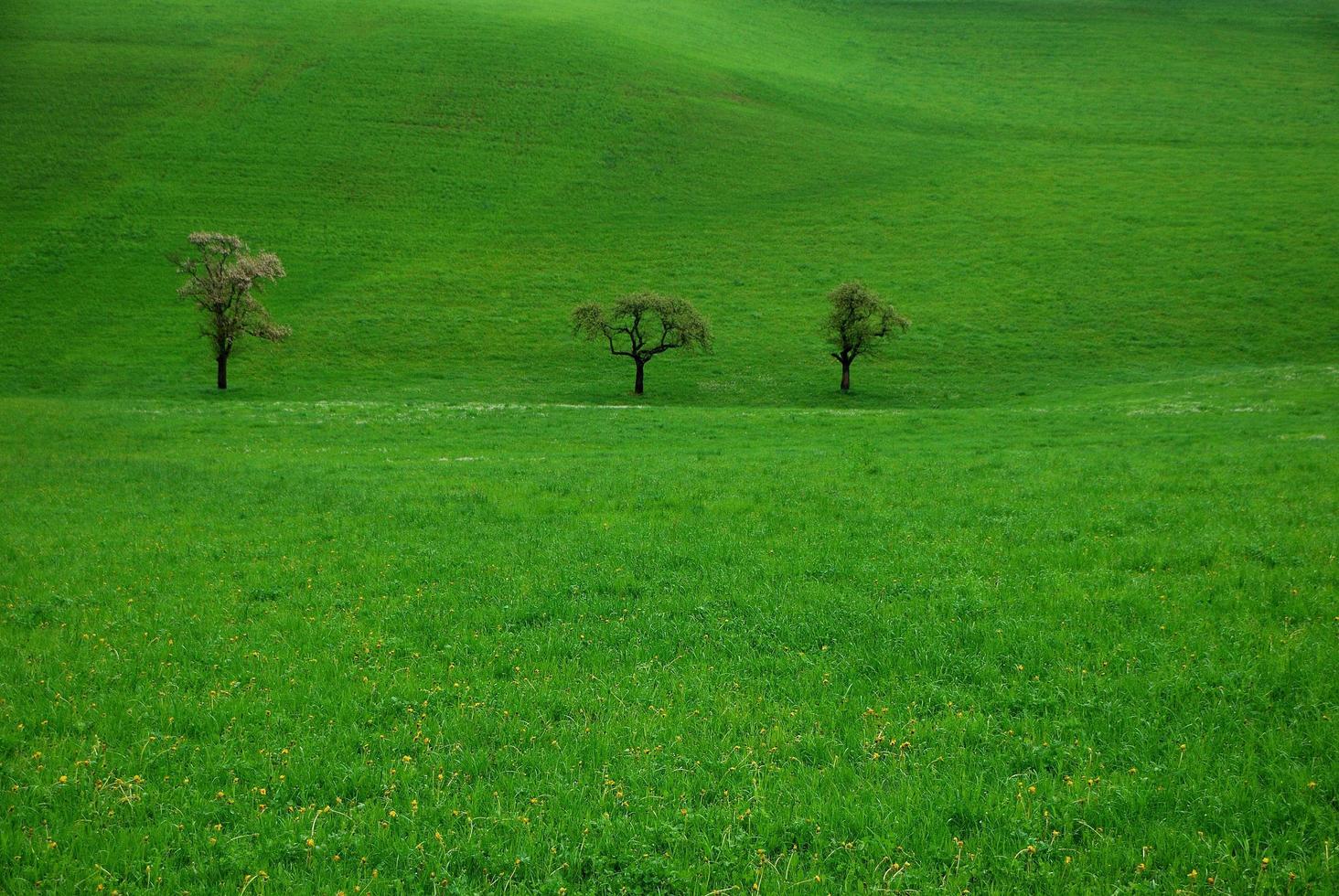 tres árboles en un pasto verde foto