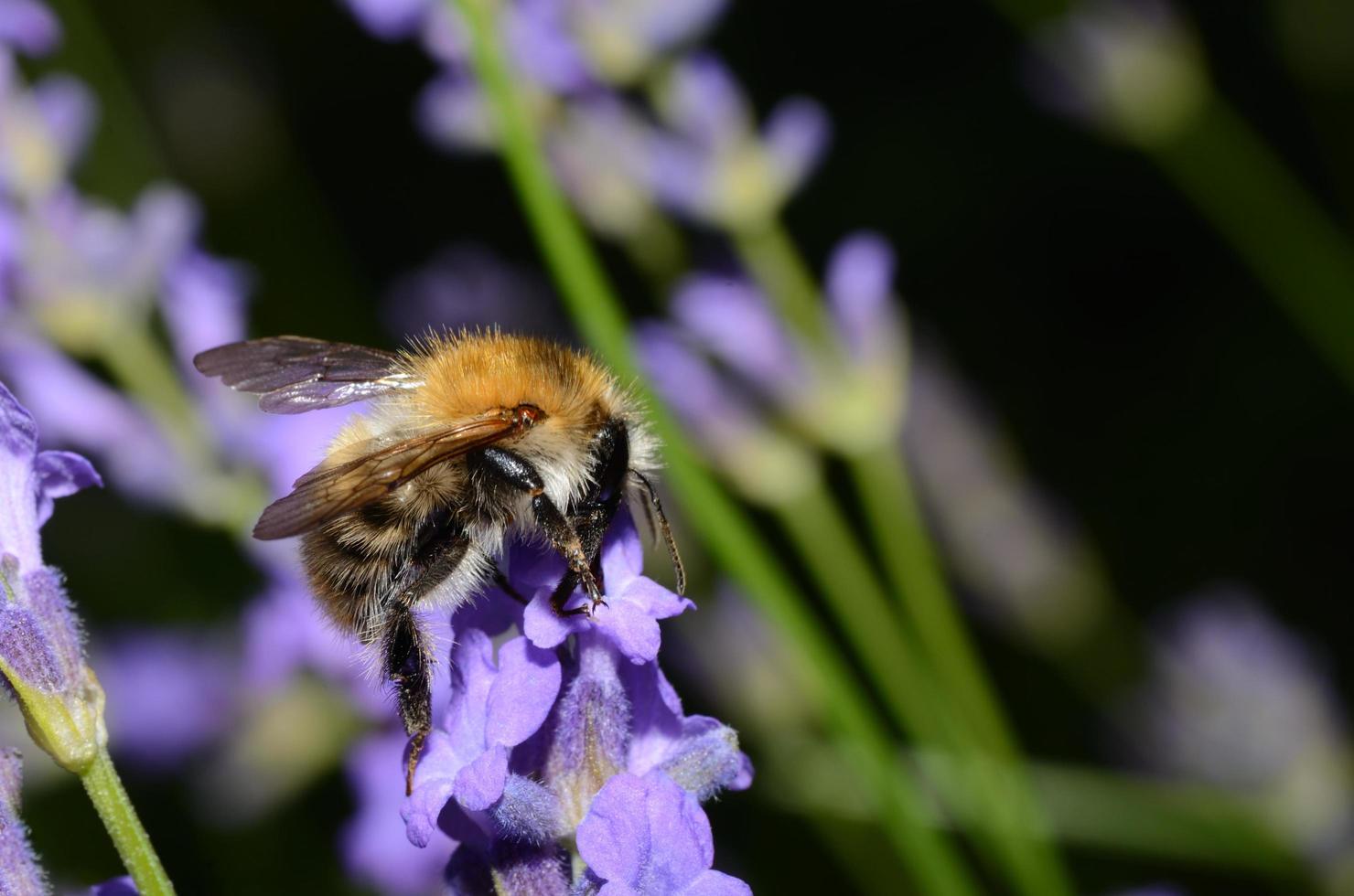 bumblebee on purple flower photo