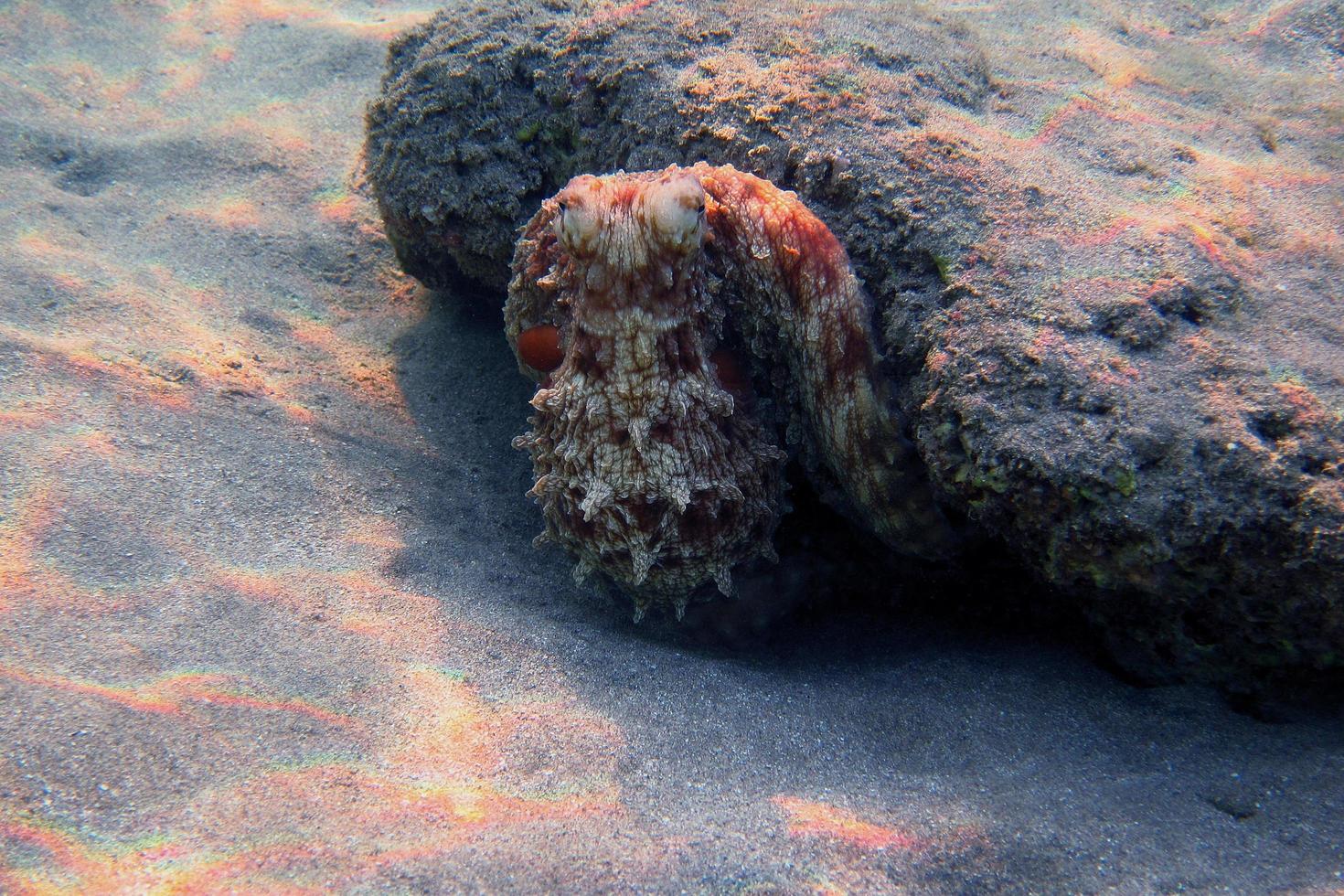 red octopus at reef photo