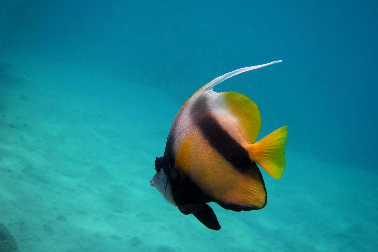 red sea pennant fish swims photo