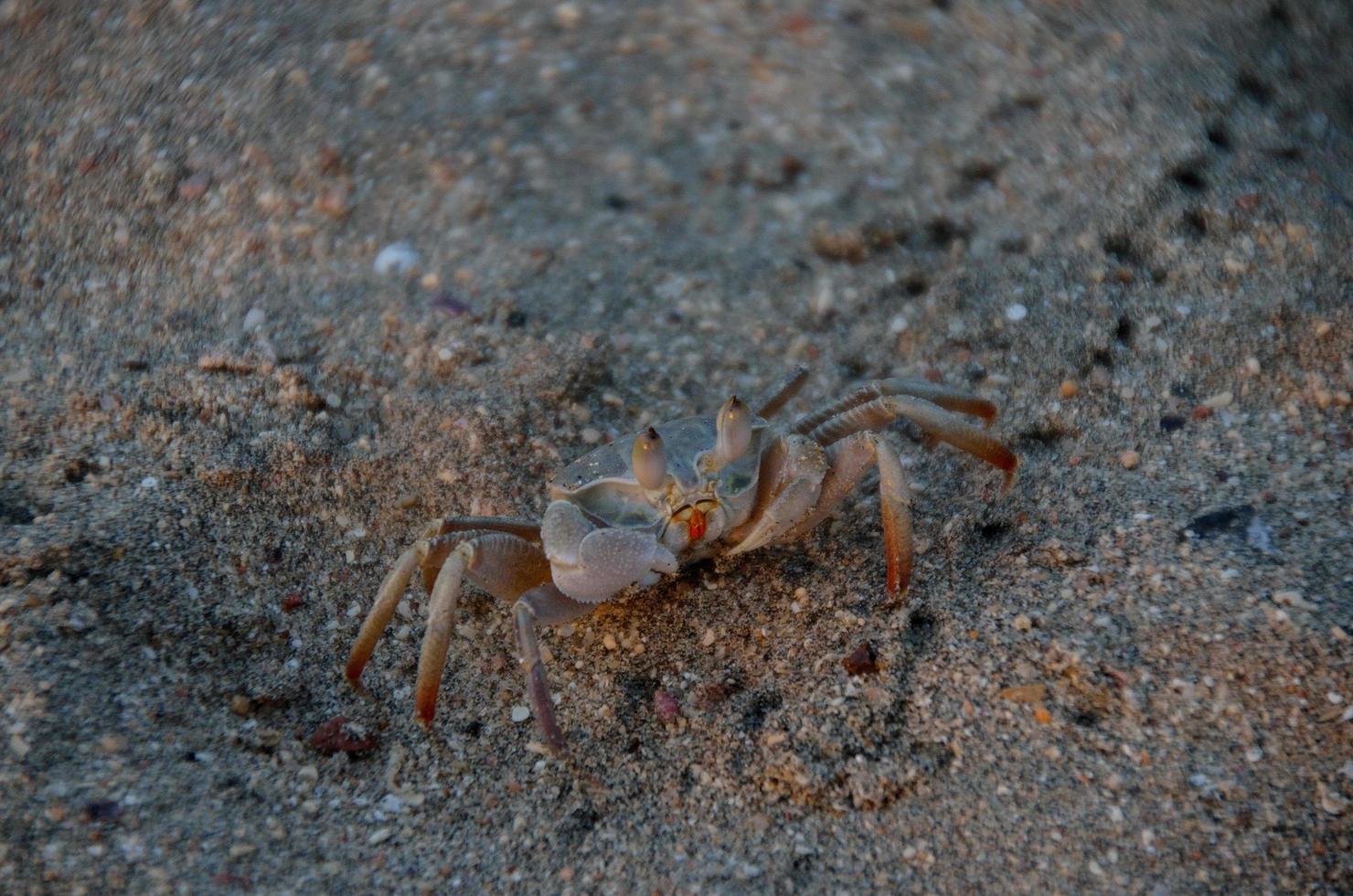 shrimp on beach photo