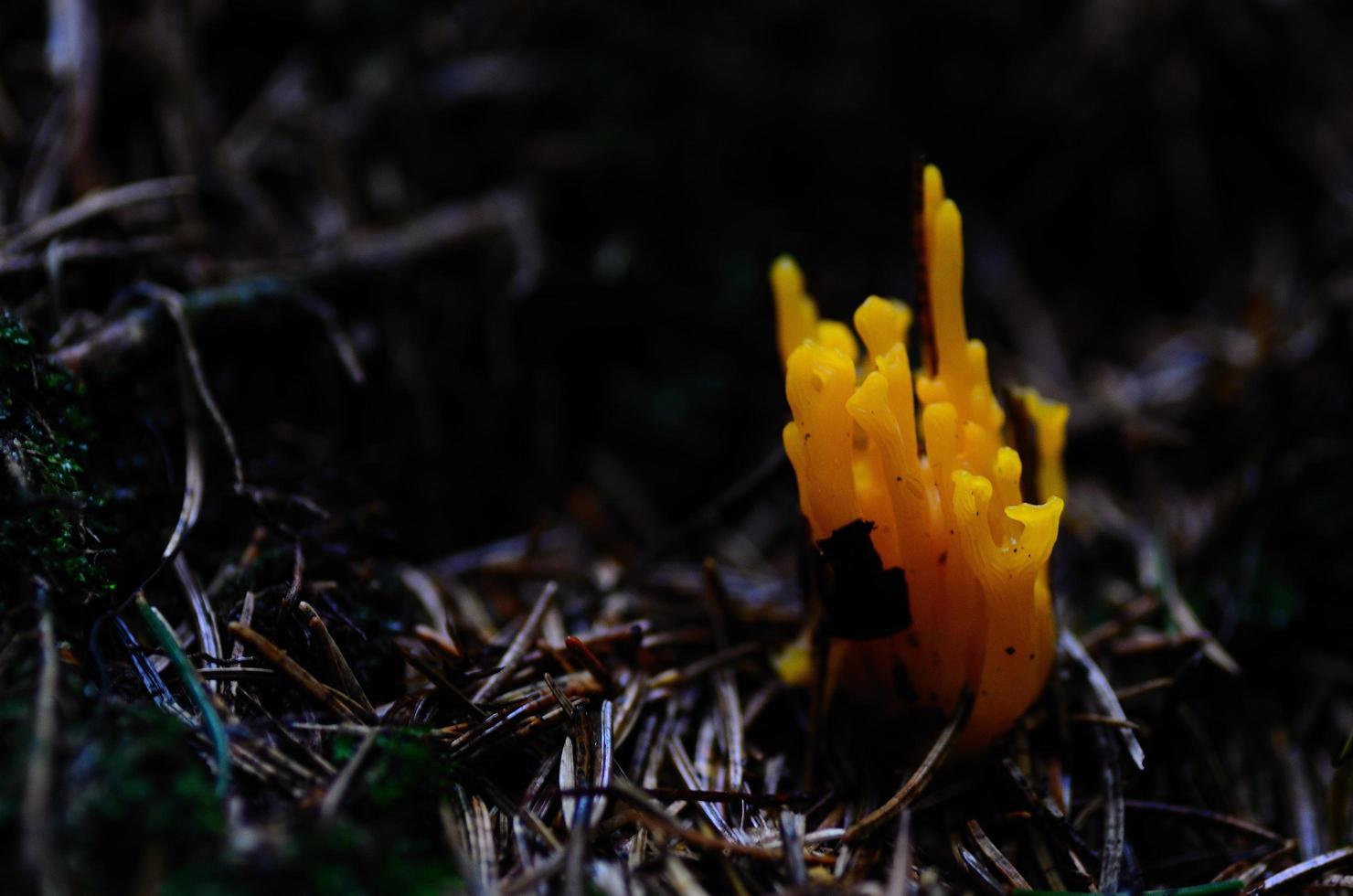 orange coral mushroom photo