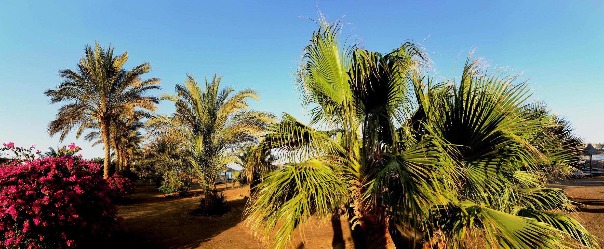 palm trees on beach panorama photo
