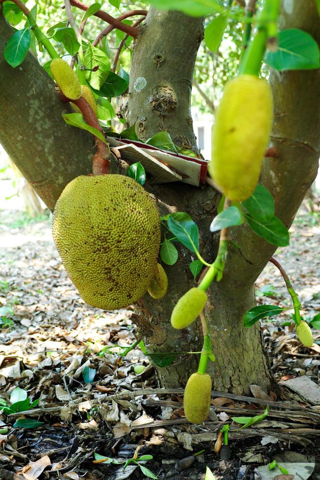 Selective focus on mature jackfruit hanging from the body of the tree in the organic farm with blurred group of baby jackfruits in foreground photo