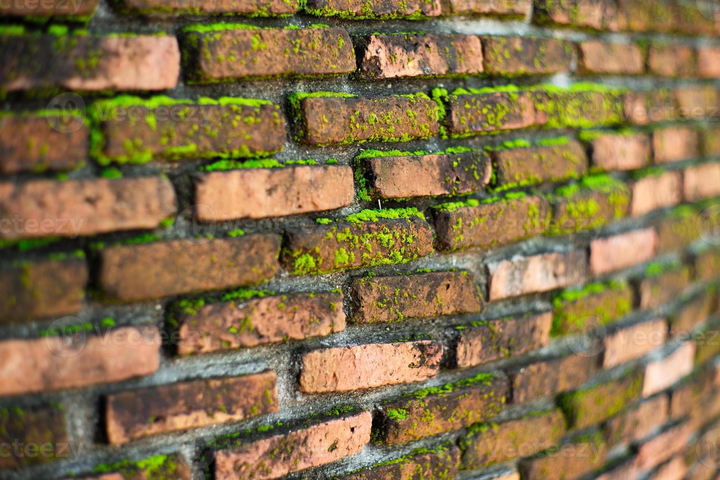 primer plano de una pared de albañiles cubierta por el musgo foto