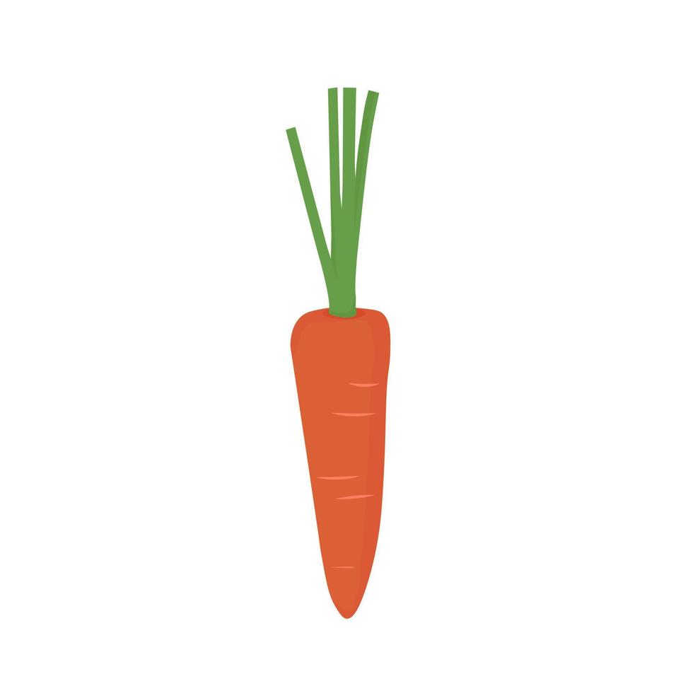 ilustración de stock de vector de zanahoria. un solo objeto en primer plano. un vegetal. Aislado en un fondo blanco.