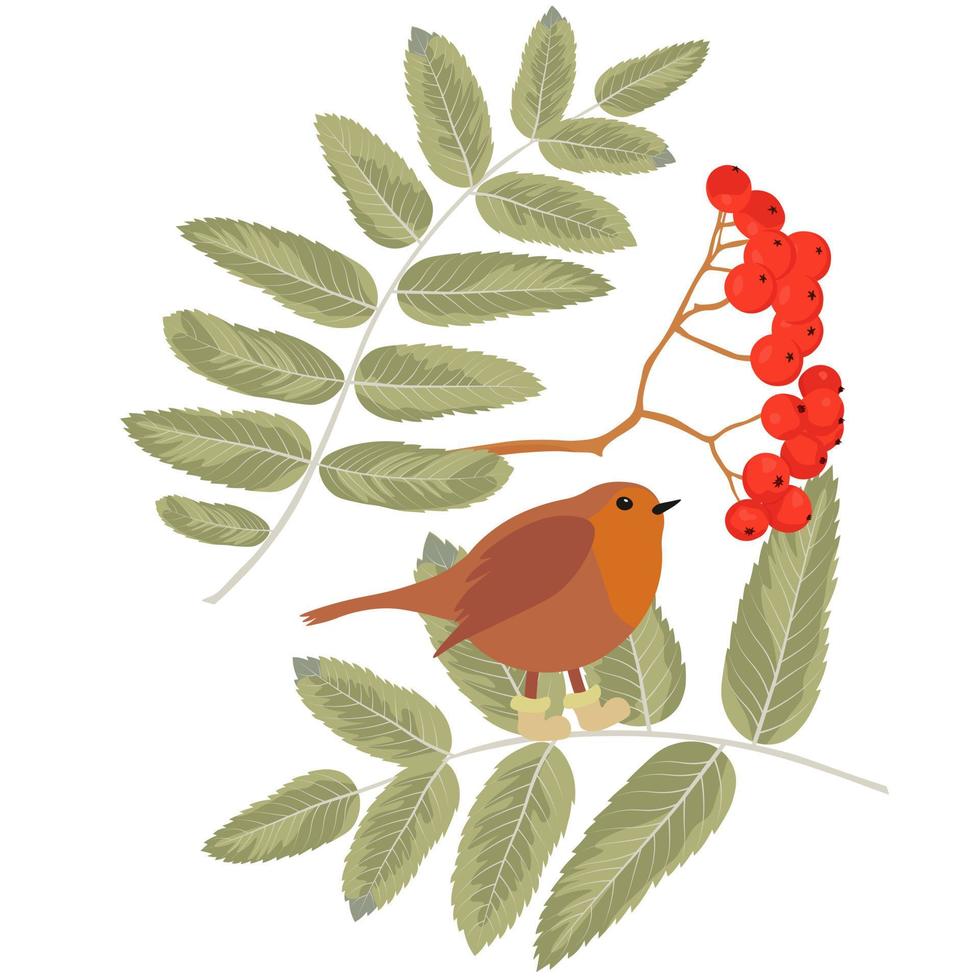 Robin Erithacus rubecula vector stock illustration. Cute songbird in socks. Rowan branches and red berries. Isolated on a white background.