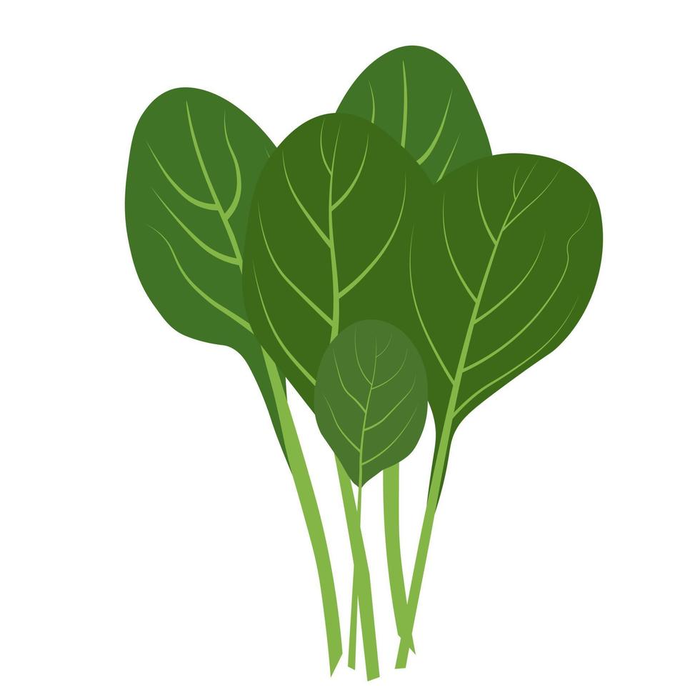 Spinach vector stock illustration. Green lettuce leaves. Isolated on a white background.