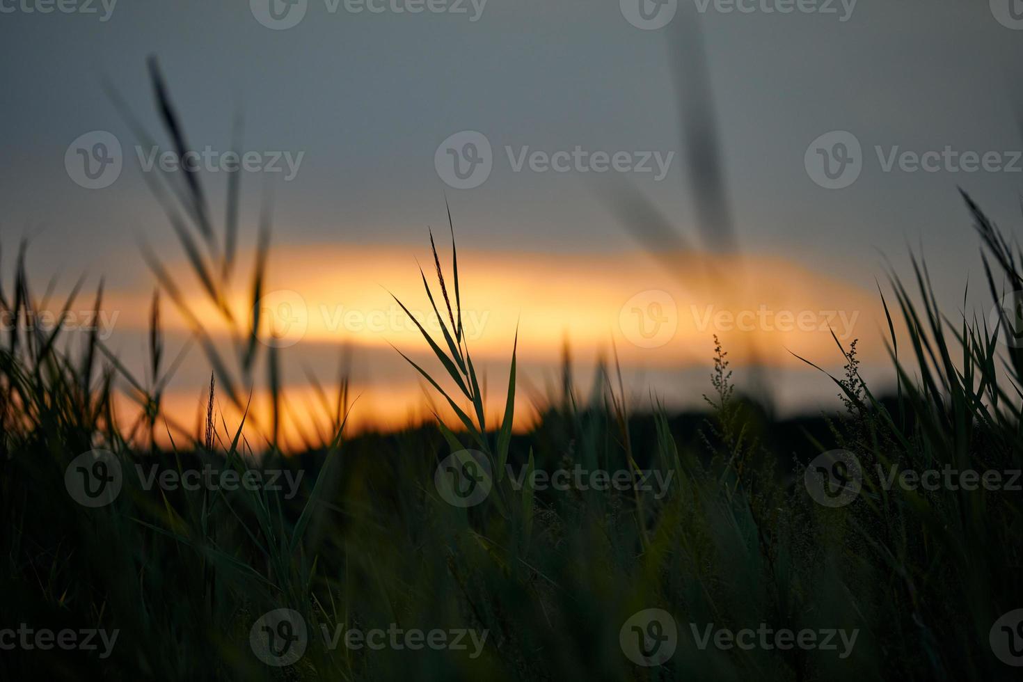 Evening sunset through thick grass on meadow, beautiful orange sky landscape, twilight background photo