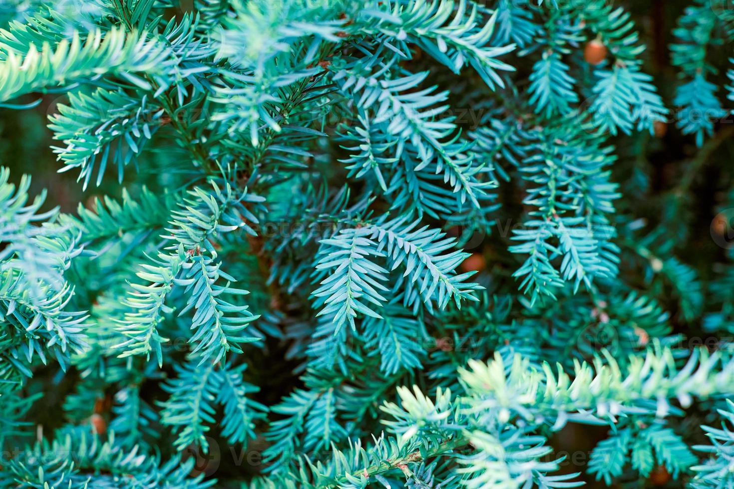 European yew tree, Taxus baccata evergreen yew close up toned, poisonous plant with toxins alkaloids photo