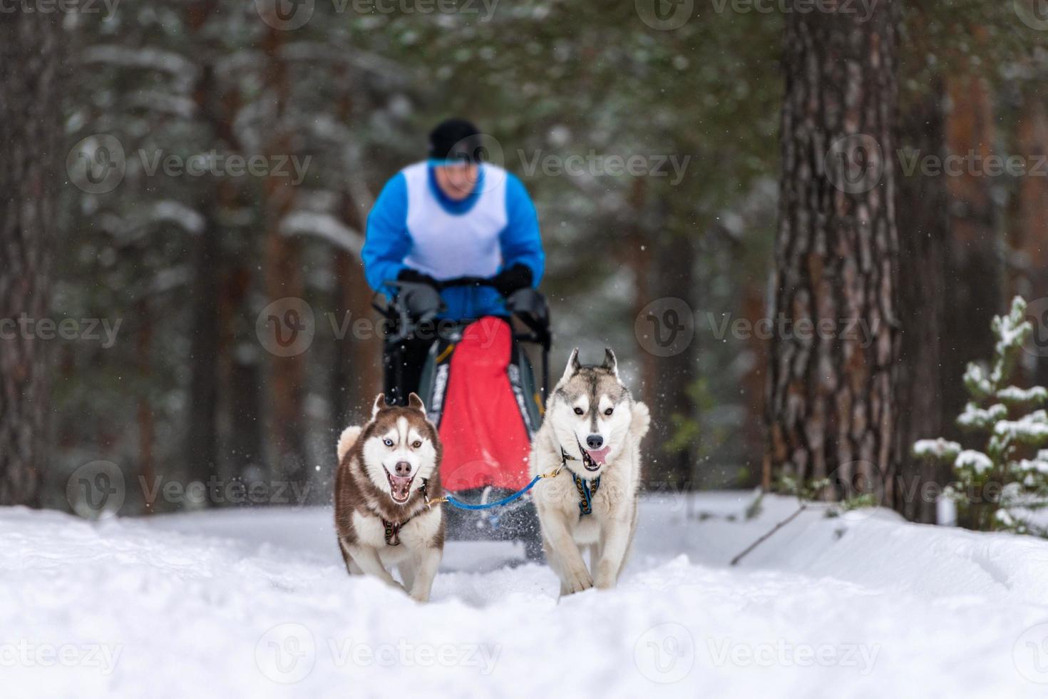 Sled dog racing. Husky sled dogs team pull a sled with dog driver. Winter competition. photo