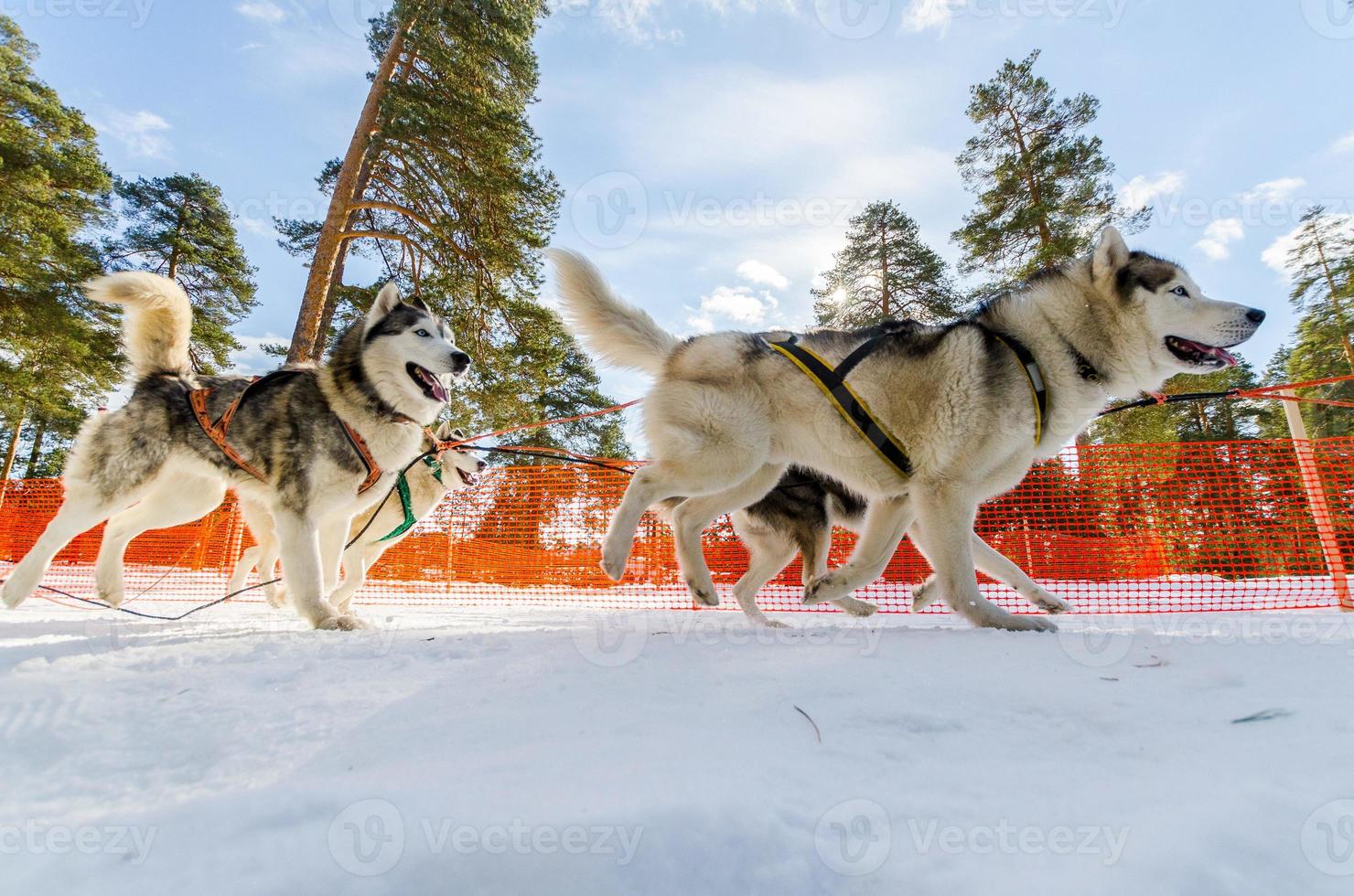 competencia de carreras de trineos tirados por perros, perros husky siberianos en arnés, desafío de campeonato de trineos en el frío bosque invernal de rusia. foto