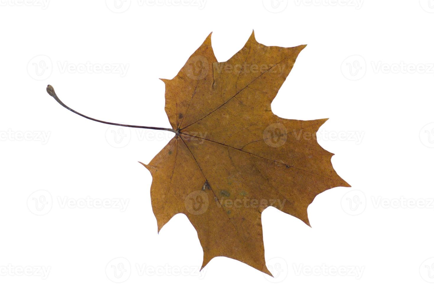 autumn dry maple leaf on a white background photo