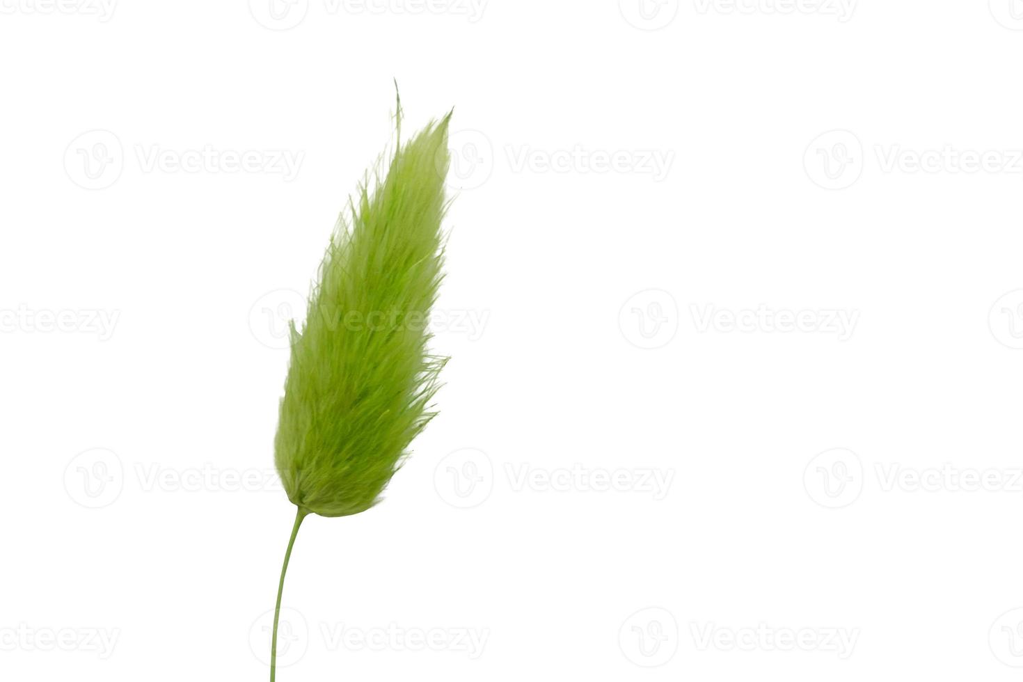 Green spikelet on a white background, isolate photo