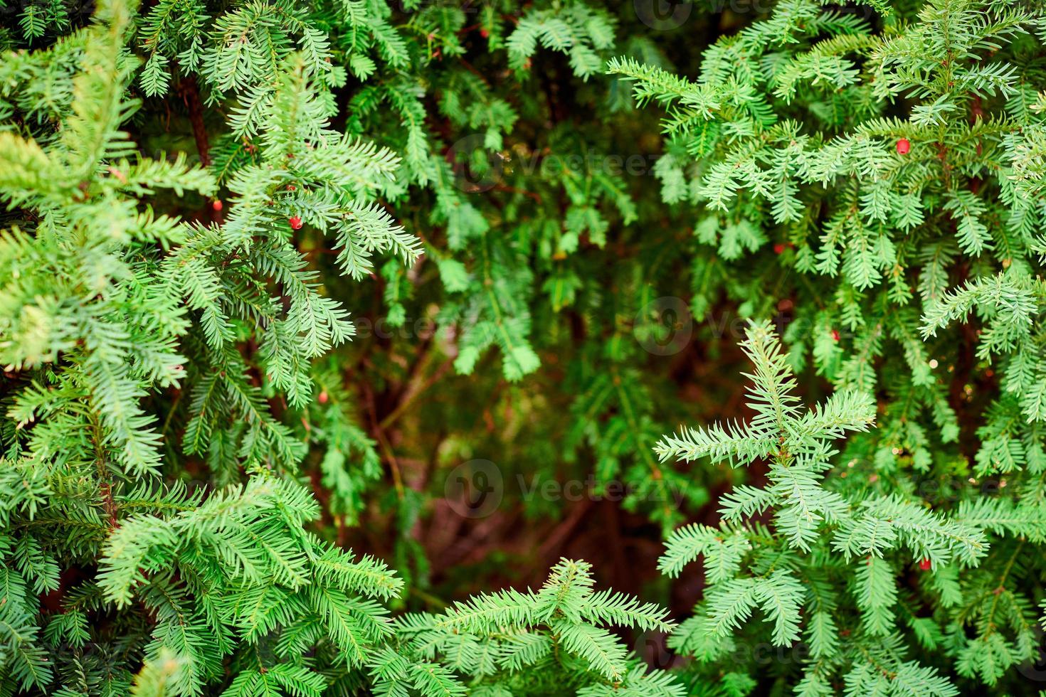 Evergreen European yew tree foliage close up, Taxus baccata tree, green evergreen tree branches photo