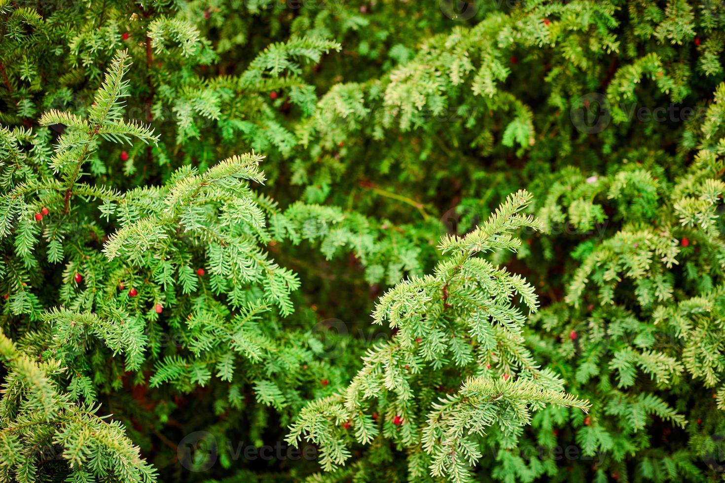 Evergreen European yew tree foliage close up, Taxus baccata tree, green evergreen tree branches photo