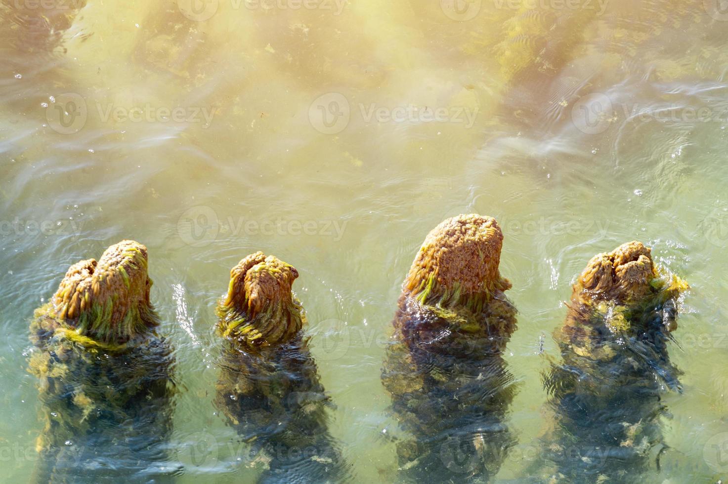 Old wooden posts overgrown seaweed, Broken wooden pier remains in sea, Beautiful water color under sunlight, Tide and sea spray. photo