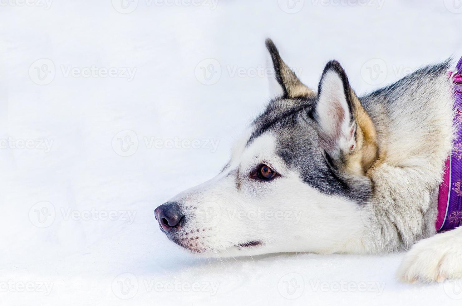 Siberian husky dog lying on snow, Close up outdoor face portrait, Sled dogs race training in cold snow weather, Strong, cute and fast purebred dog for teamwork with sleigh. photo