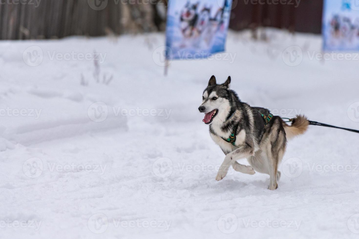 carreras de perros de trineo. equipo de perros de trineo husky en arnés corre y tira del conductor del perro. competición de campeonato de deportes de invierno. foto