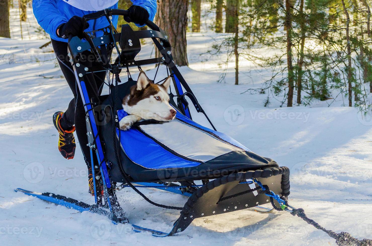 divertidos perros husky siberianos en arnés, competencia de carreras de trineos tirados por perros, desafío de campeonato de trineos en el frío bosque invernal. foto