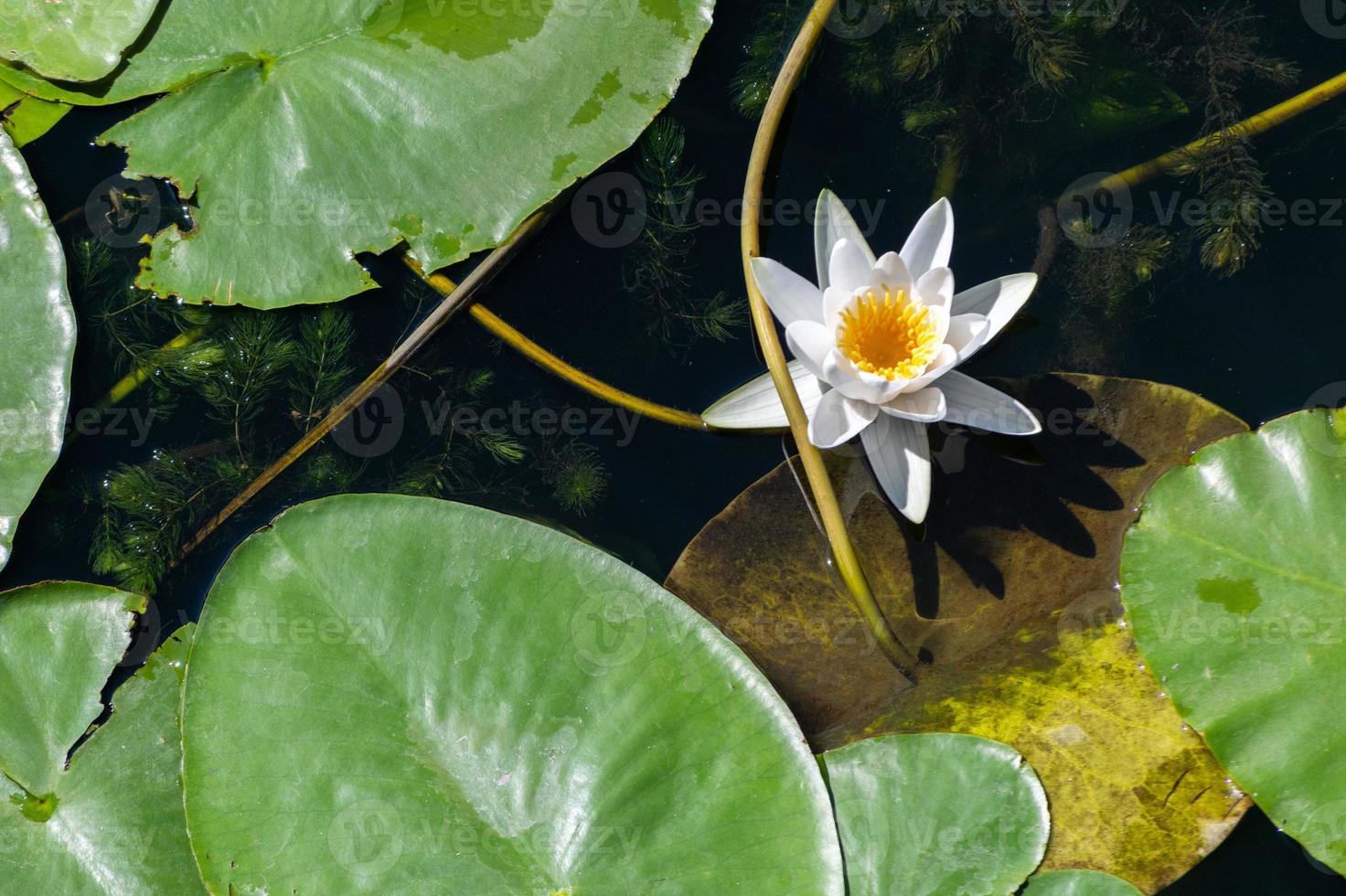Water lily flower in river, National symbol of Bangladesh, Beautiful white lotus with yellow pollen. photo