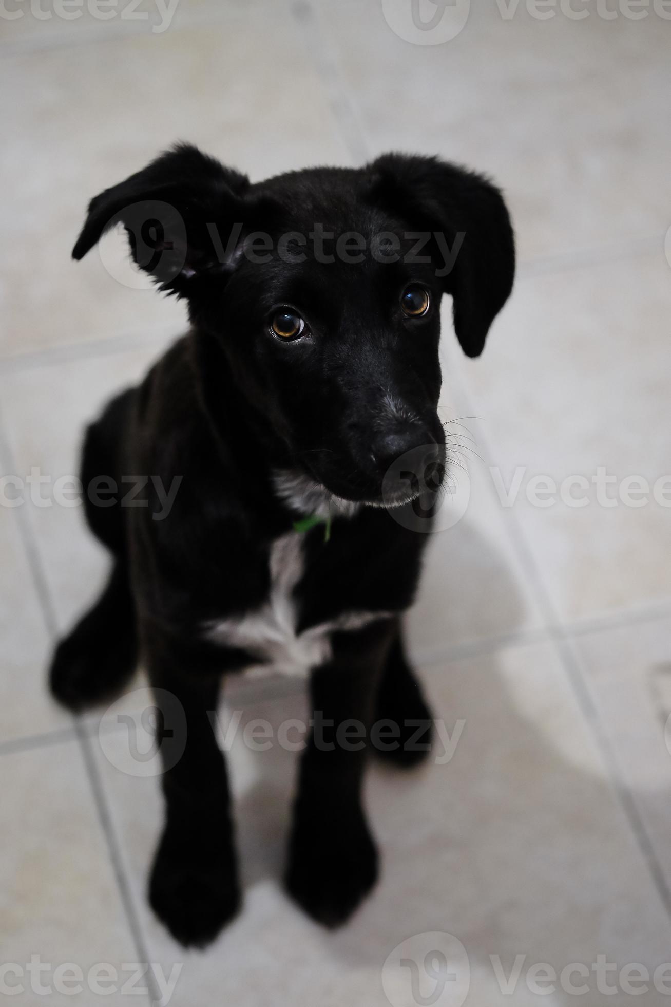 lindo perrito negro mestizo 6190948 Foto de stock en Vecteezy