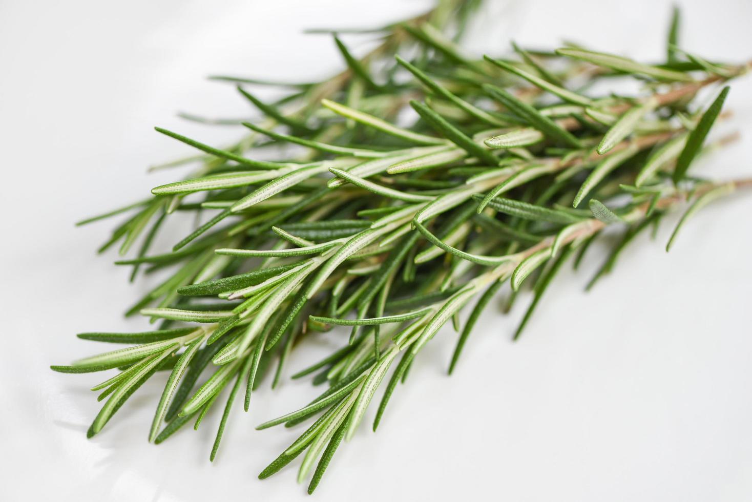 rosemary herb, fresh rosemary on white background photo