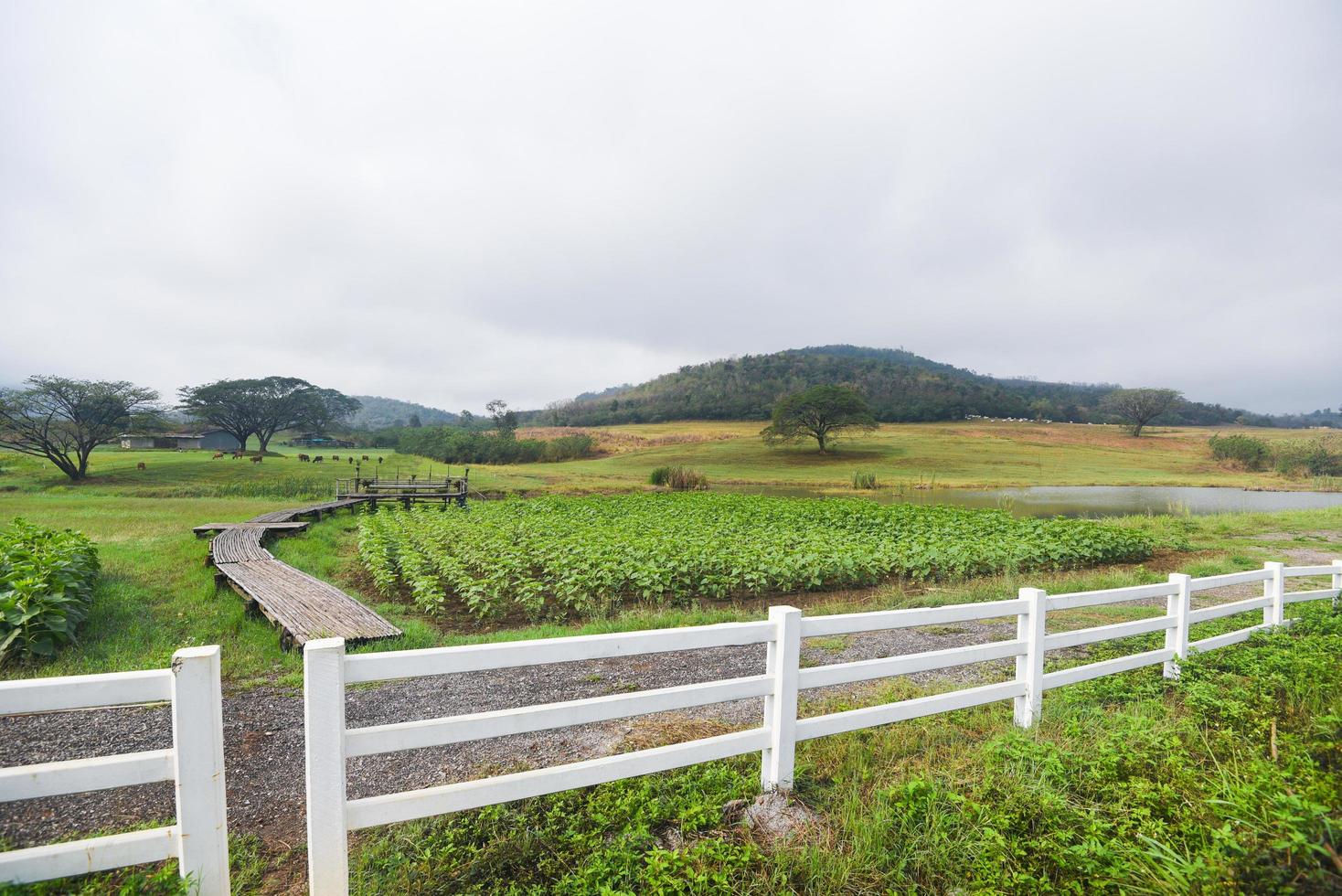 rural farm with white fence and green green field with plant tree and stable cow stall on hill mountain background, countryside farm photo