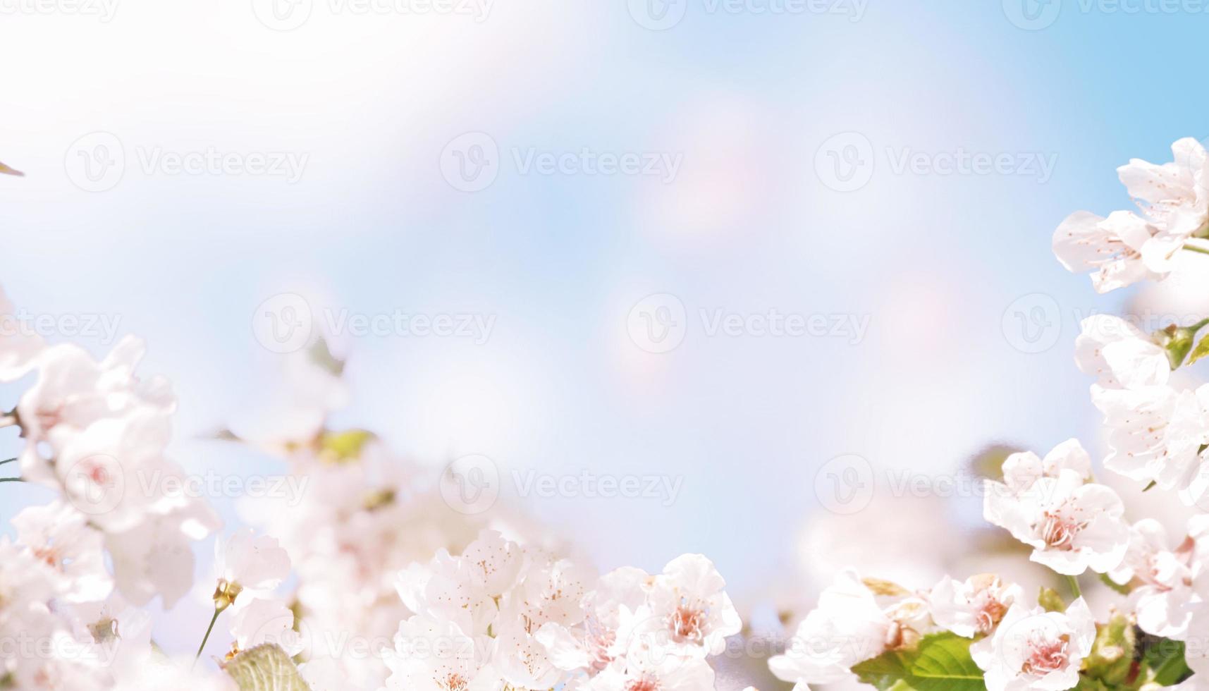 Beautiful nature view of spring flowering trees on blurred background. photo