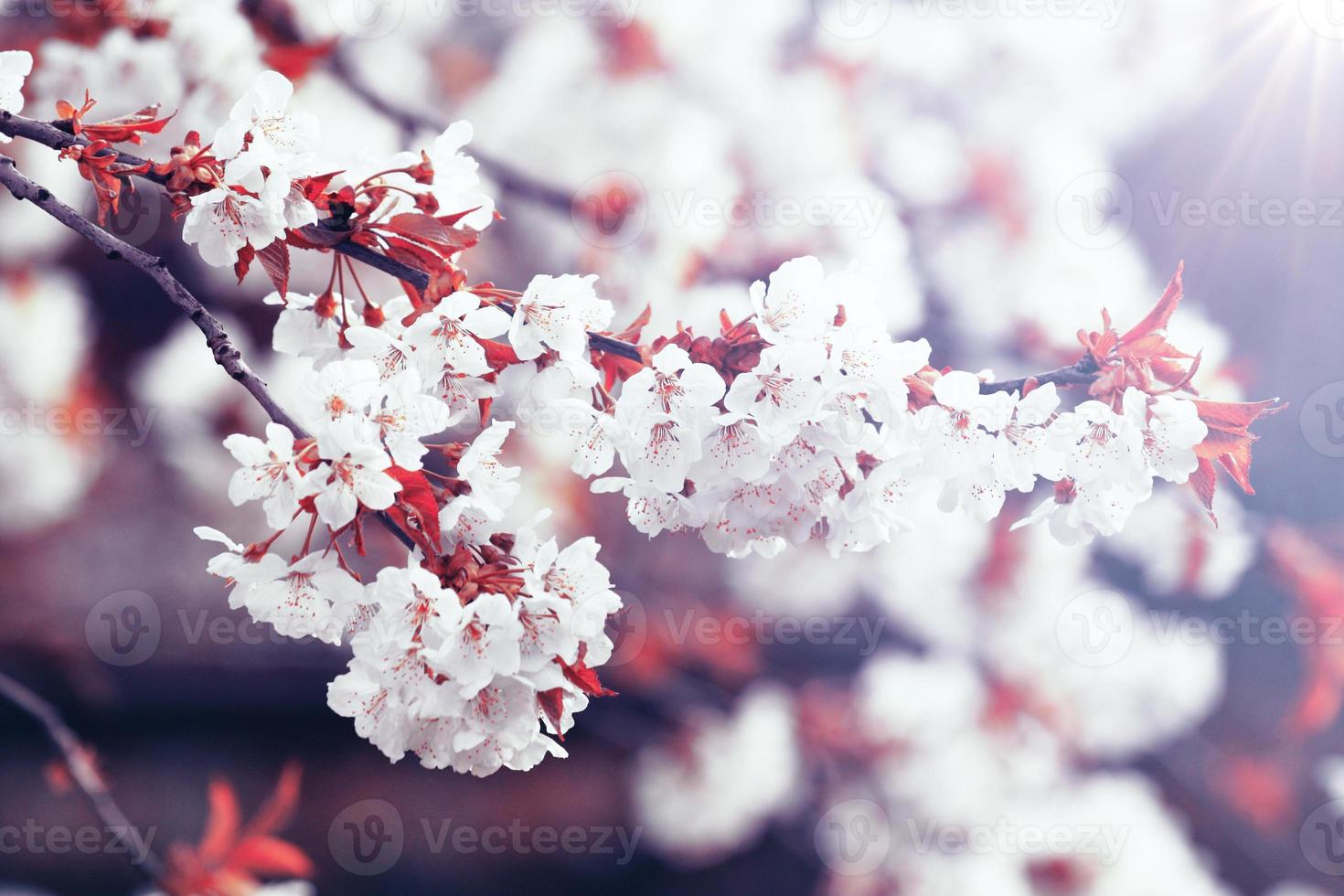 Beautiful nature view of spring flowering trees on blurred background. photo