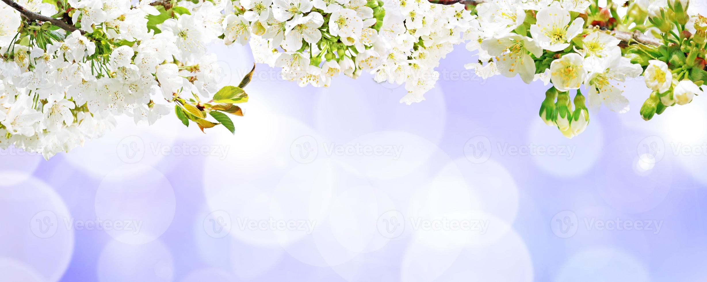 Beautiful nature view of spring flowering trees on blurred background. photo