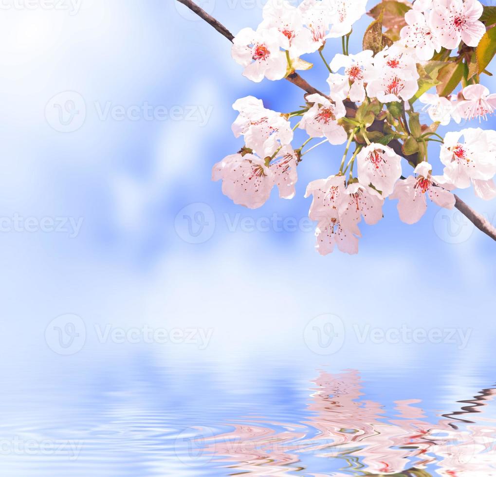 Beautiful nature view of spring flowering trees on blurred background. photo
