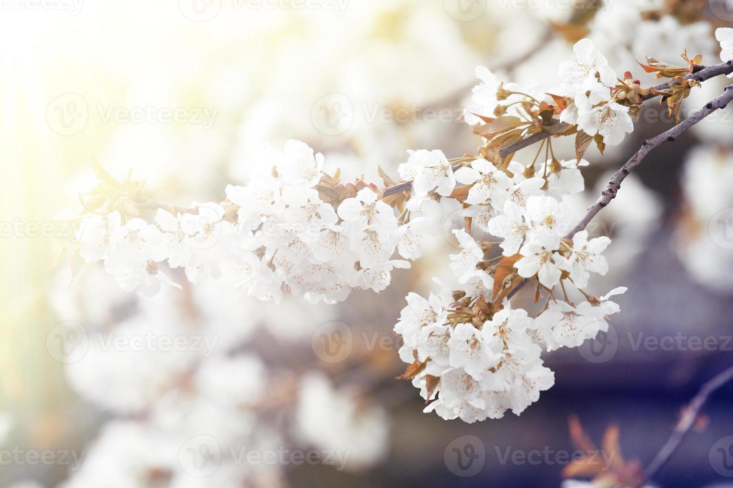 Beautiful nature view of spring flowering trees on blurred background. photo