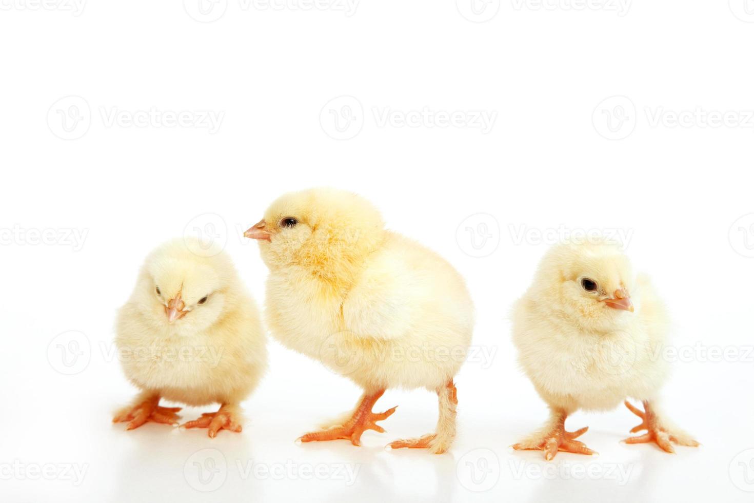 Little cute baby chick for easter. Yellow newborn baby chick. photo