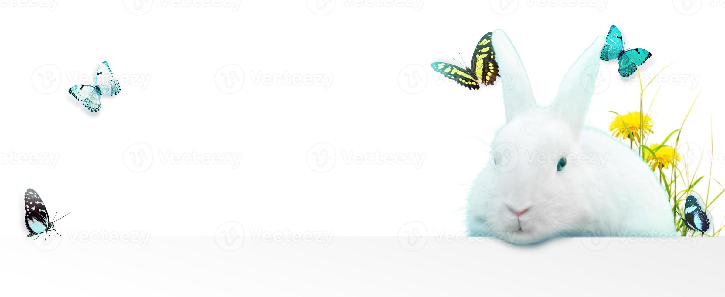 Funny Easter bunny. Happy Easter holiday concept. photo