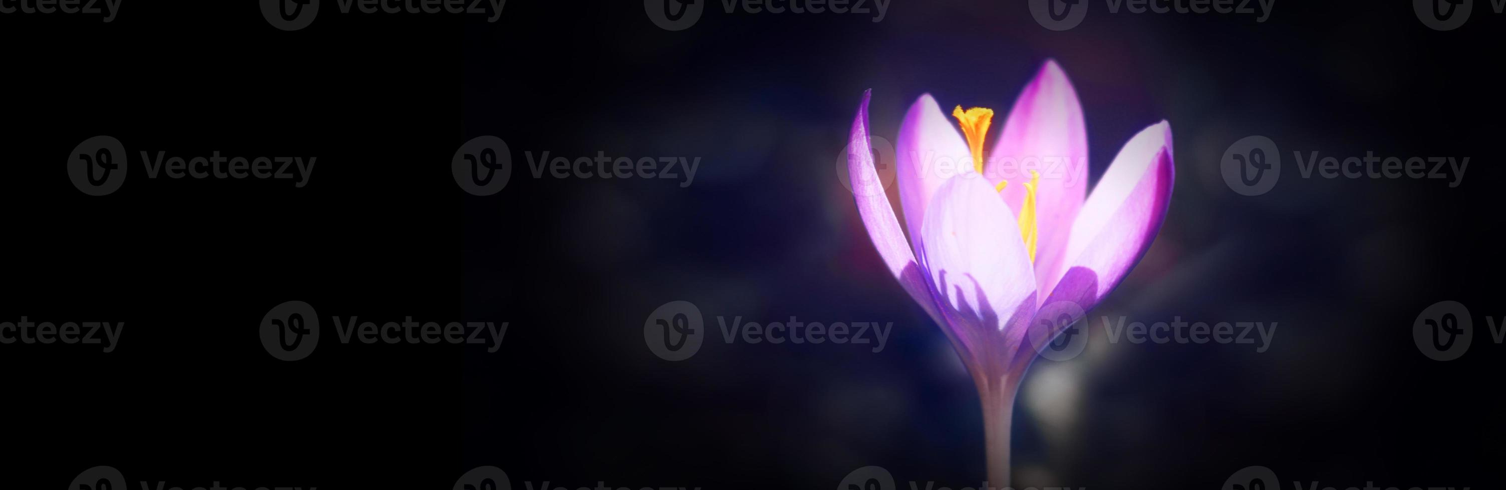 Blooming purple crocus flowers in a soft focus on a sunny spring day photo