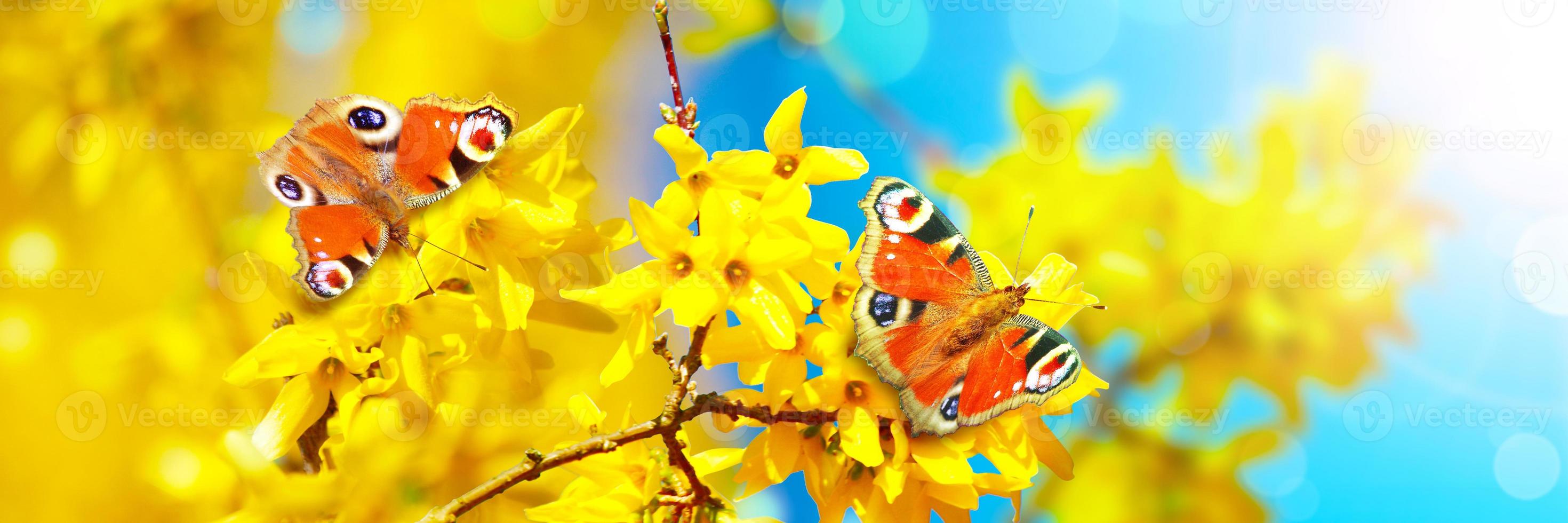 Beautiful branch of blossoming tree in spring with butterfly. photo