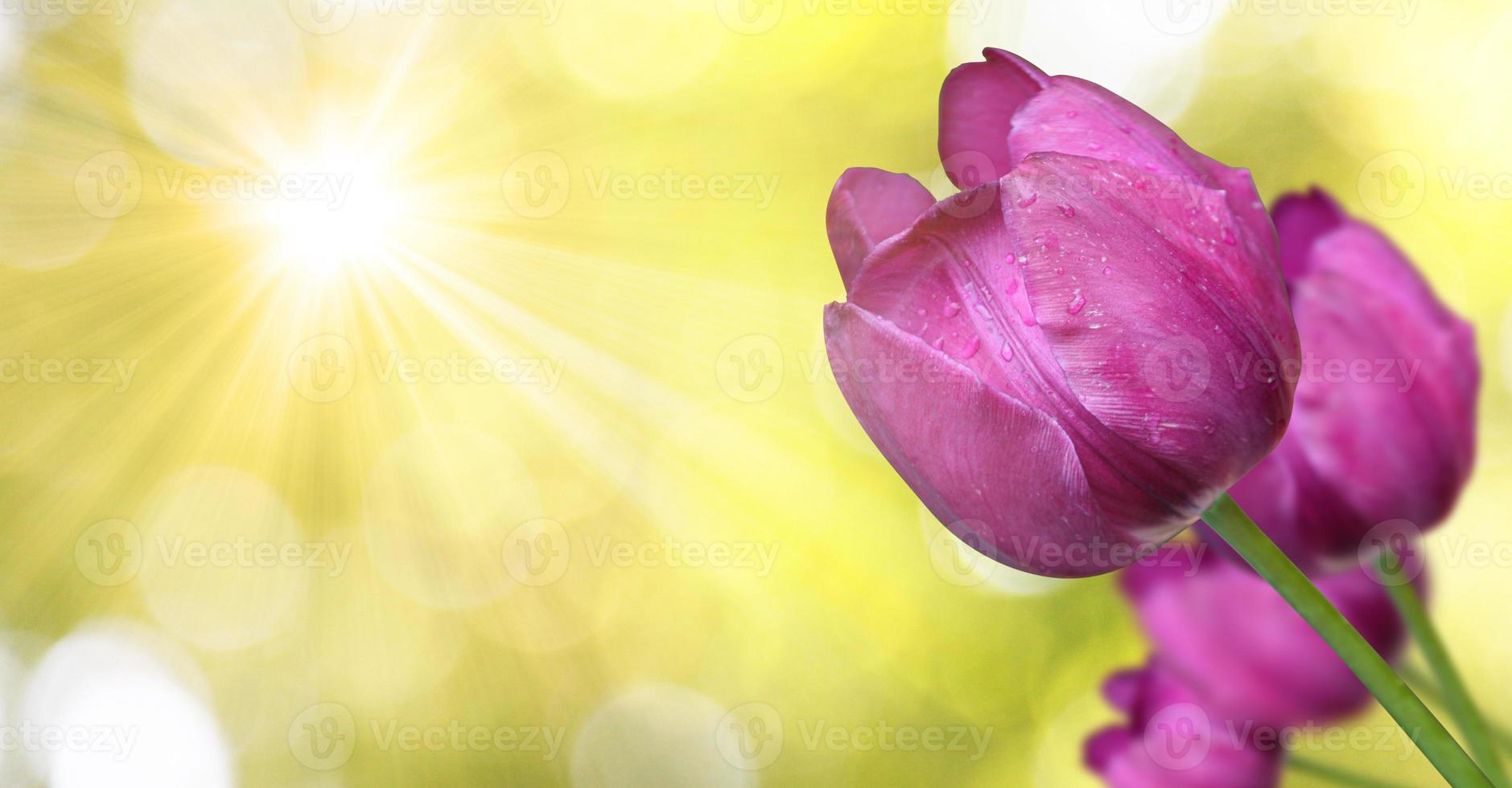 Beautiful tulips. Spring nature background for web banner and card design. photo