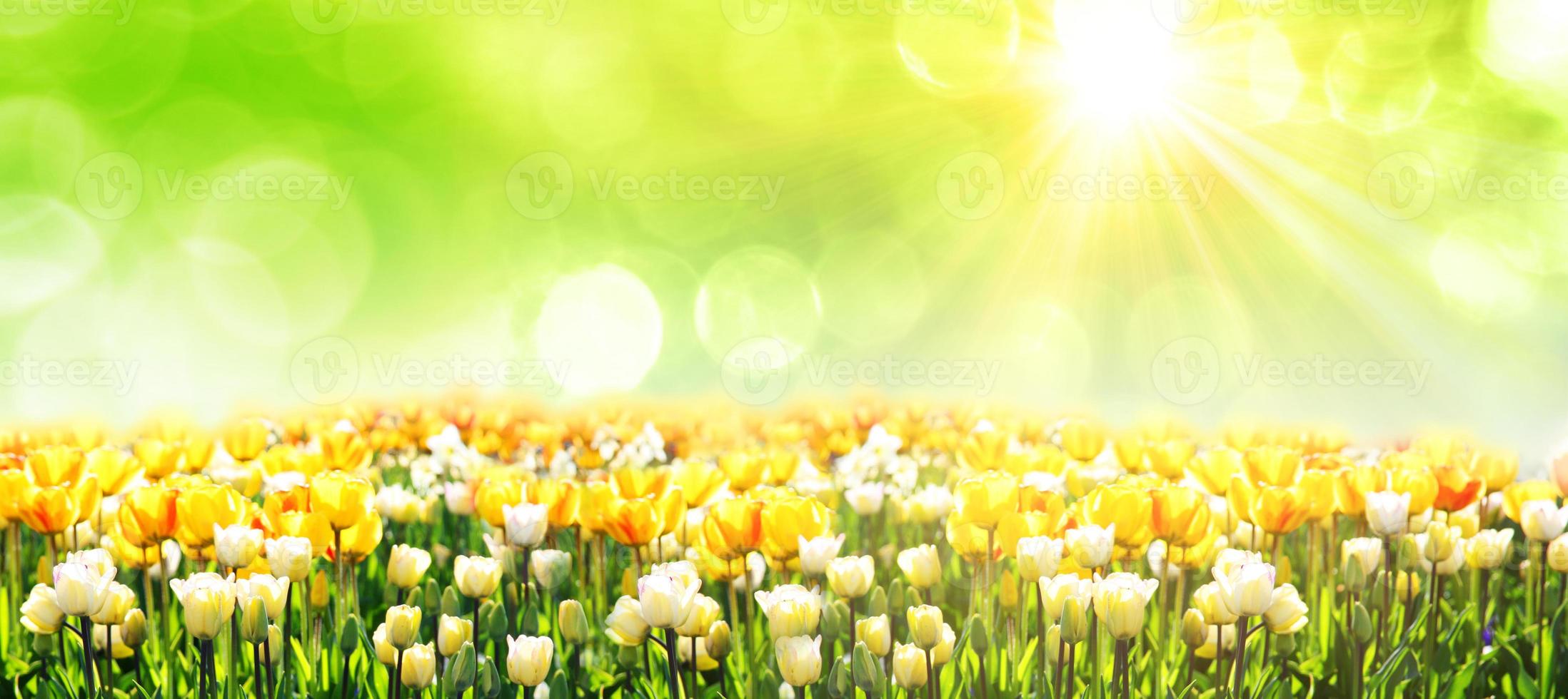 Beautiful tulips. Spring nature background for web banner and card design. photo