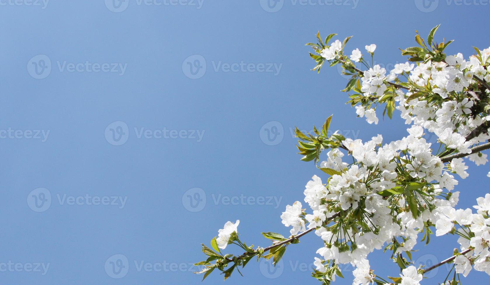 Beautiful branch of blossoming tree in spring. photo