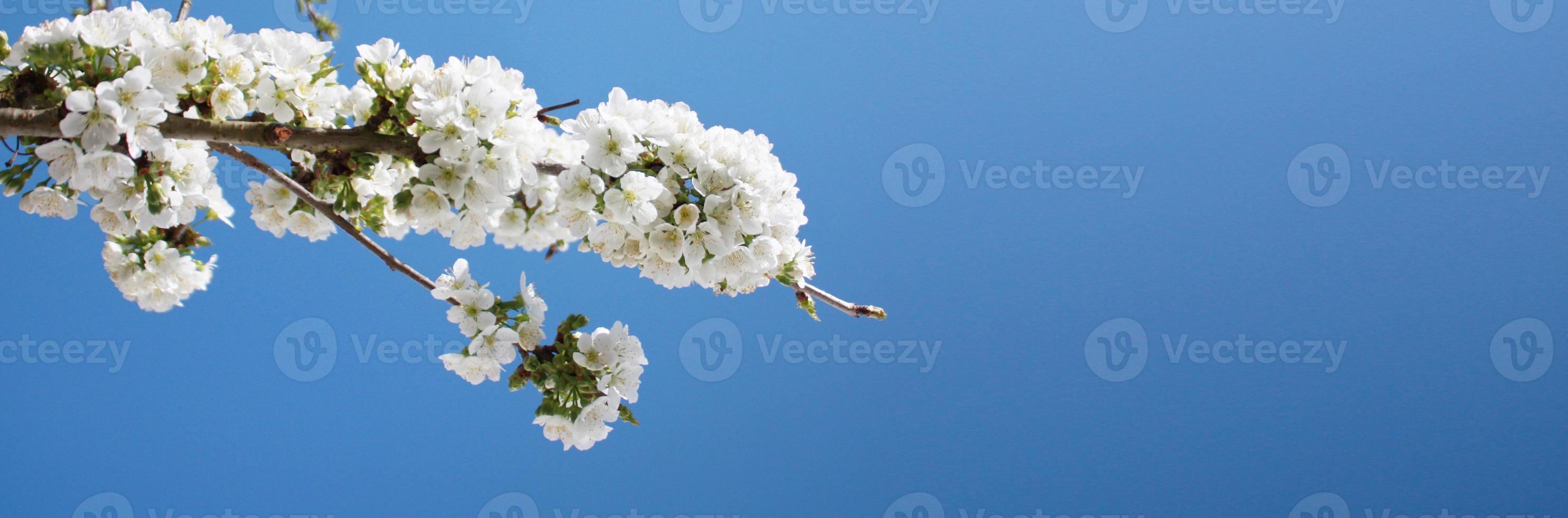 Beautiful branch of blossoming tree in spring. photo