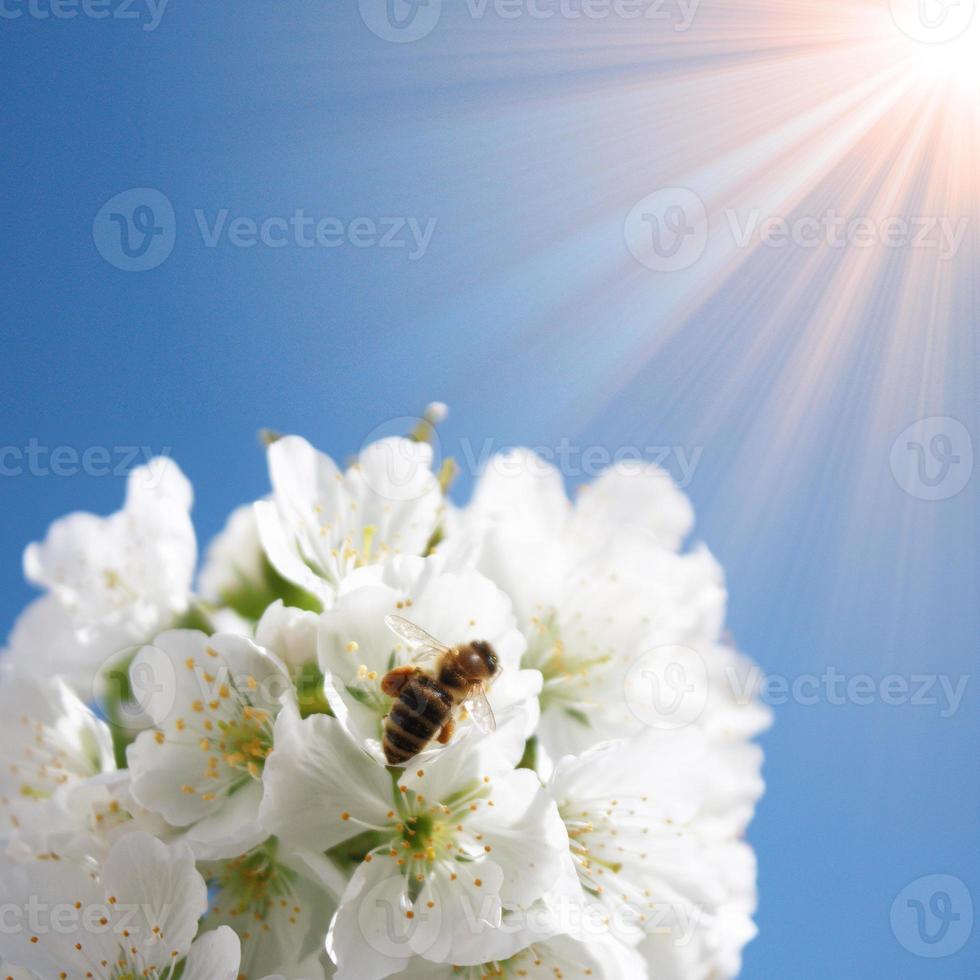 Beautiful branch of blossoming tree in spring. photo