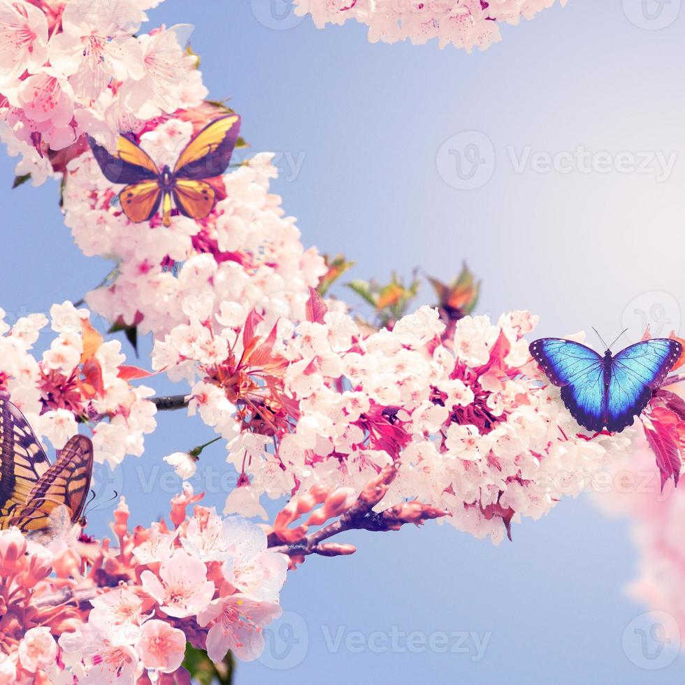 Butterfly and a beautiful nature view of spring flowering trees on blurred background. photo