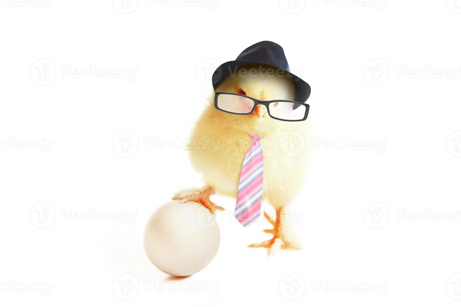 Little cute baby chick for easter. Yellow newborn baby chick. photo