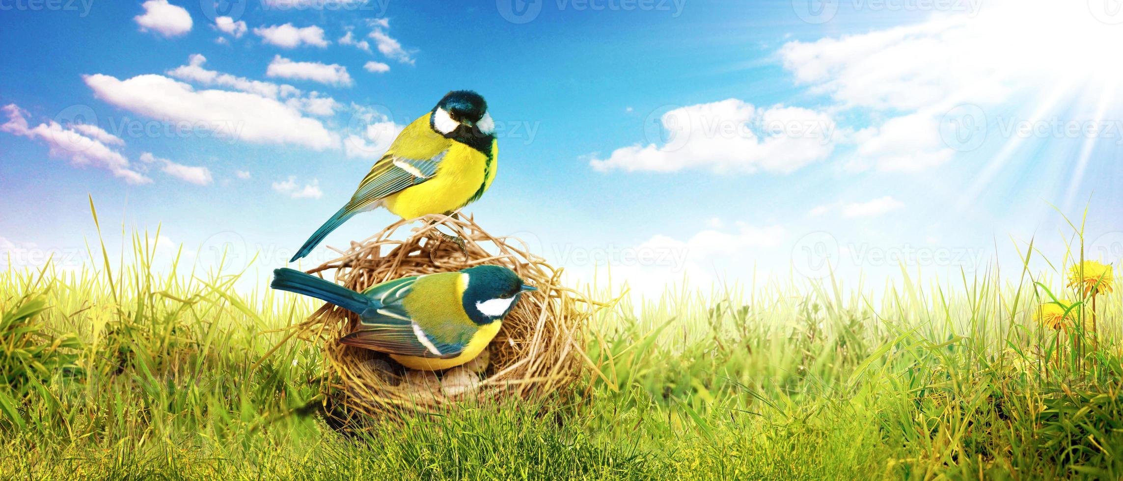 Great tit sitting on a tree branch in spring weather photo