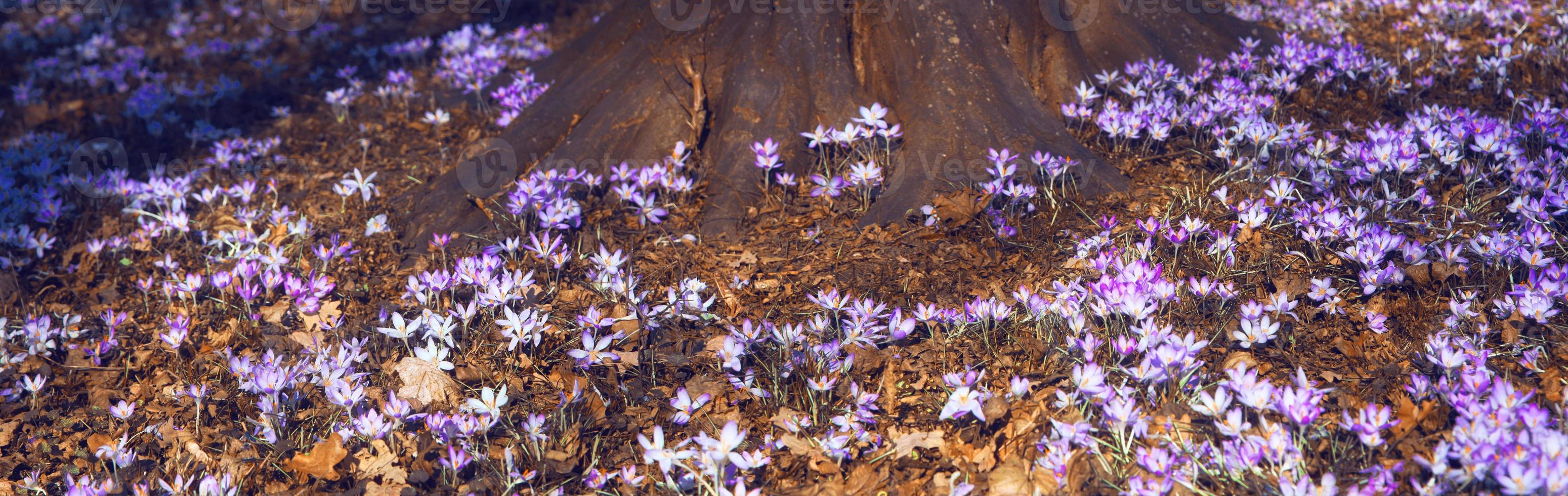 Blooming purple crocus flowers in a soft focus on a sunny spring day photo